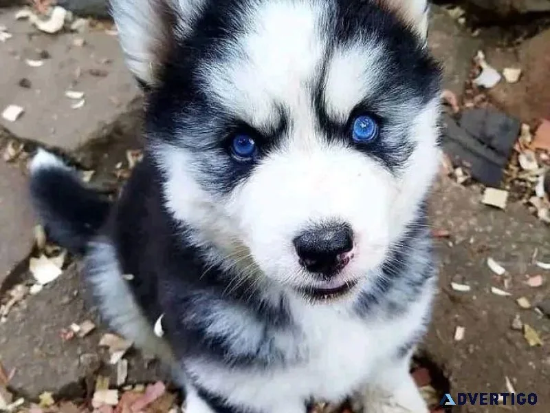 Siberian Husky Puppies