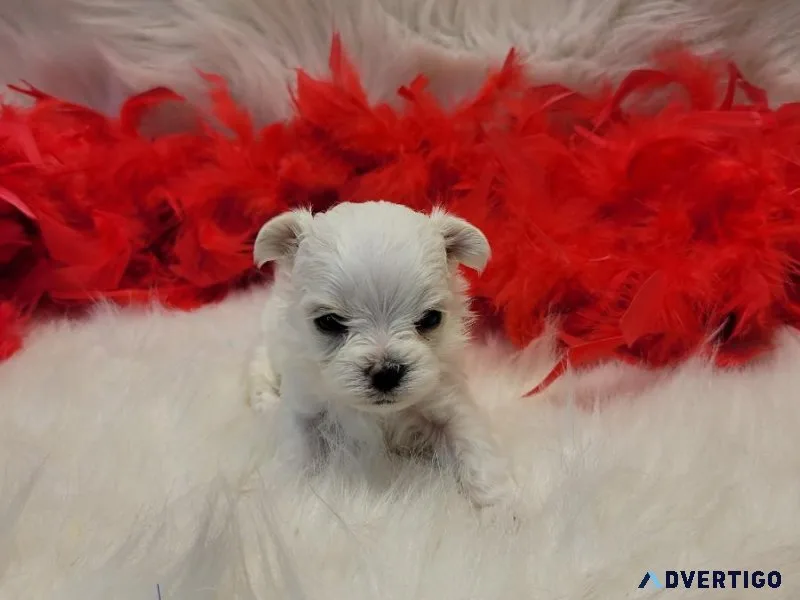 Morkie male Alaska