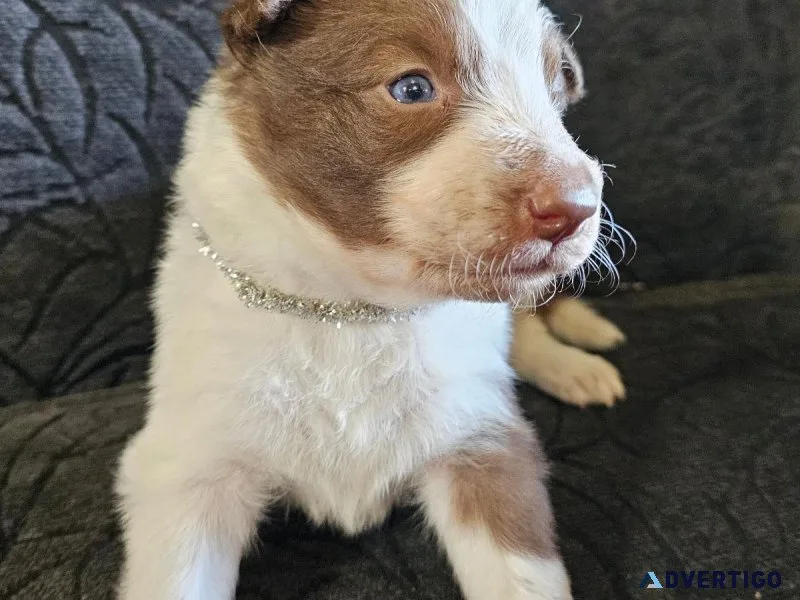 AKC Border Collie puppies