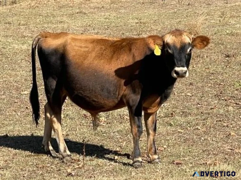 yearling A2A2 purebred mini jersey bull