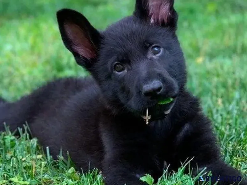 Black german available.....730093 0479