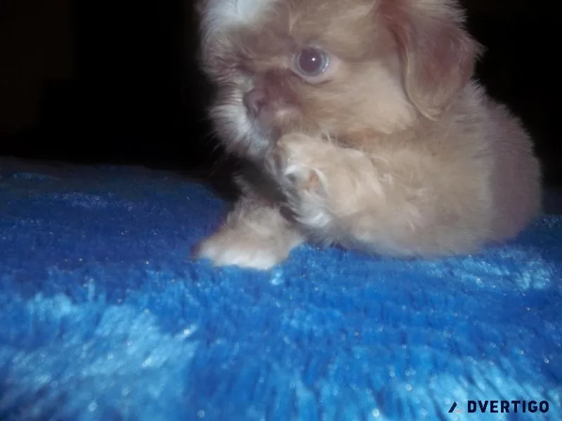 Shih Tzu Puppies AKC Imperials