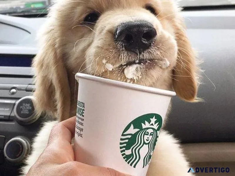 CKC reg. Golden Retrievers.