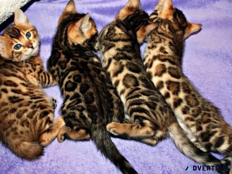 Bengal Kittens Ready to go home