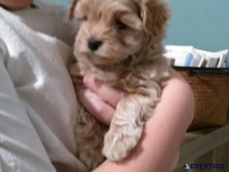 Havanese pups for sale