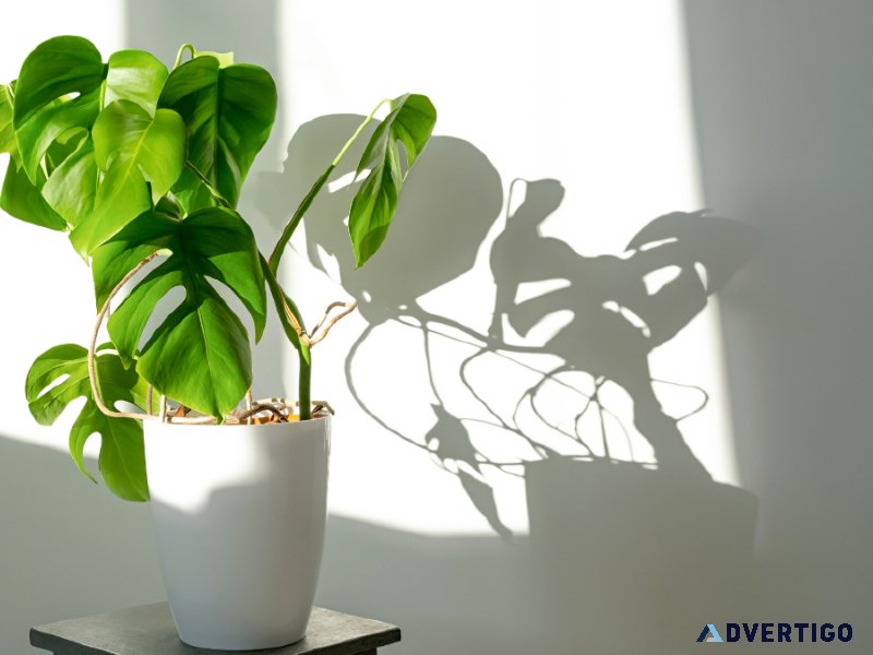 What is the best way to purchase Monstera Plant online