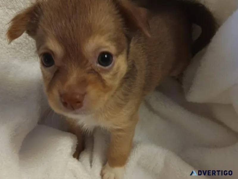 Pomchi Puppies