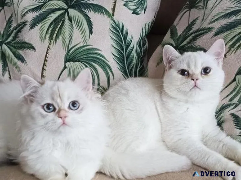 Cute Ragdoll Kittens ready now
