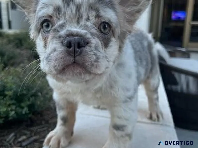 Attractive Fluffy French Bulldog Puppies