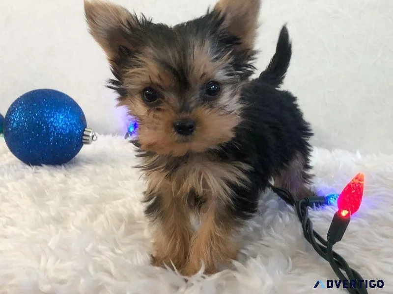 Animated Yorkie puppies available