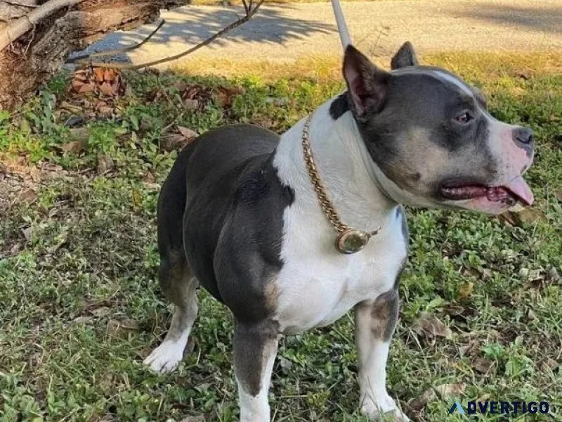 Pocket American Bully