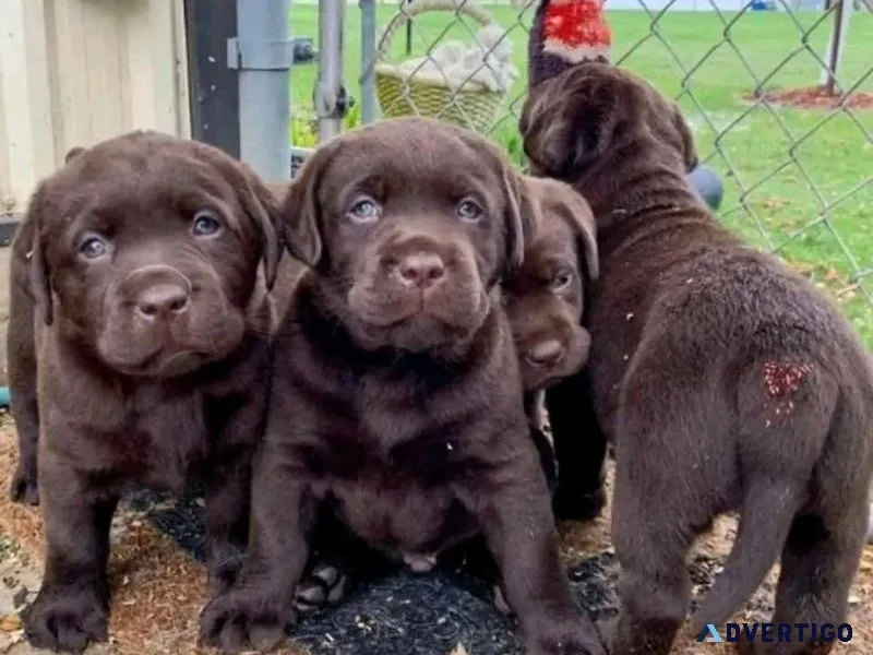 AKC Labrador retriever