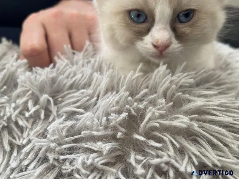 Rag doll kittens 9 weeks old ready 2852023