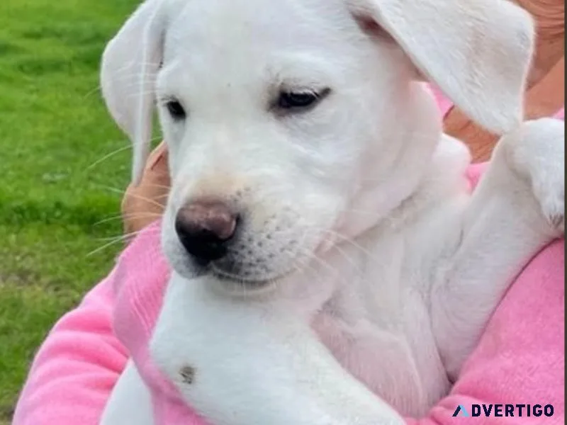 2 champagne Labrador puppies for sale