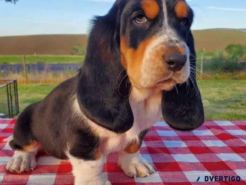 Basset hound puppies for sale