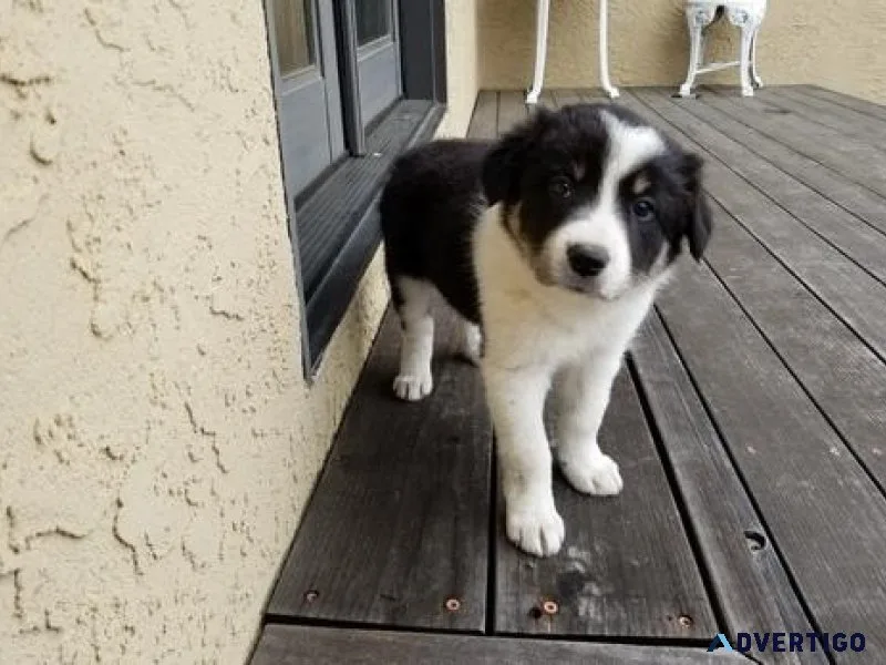 Adorable Border Collie puppies