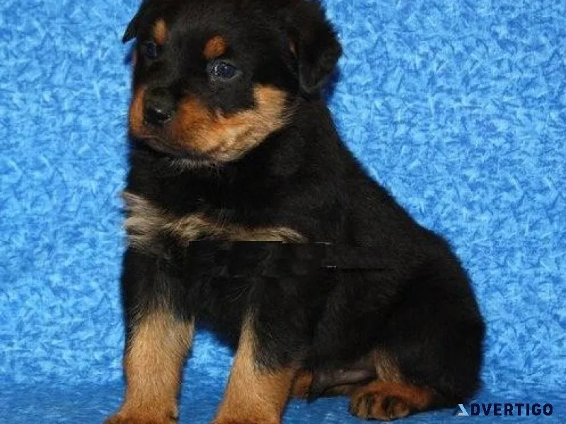 limited expert German rottweiler puppies for Sale