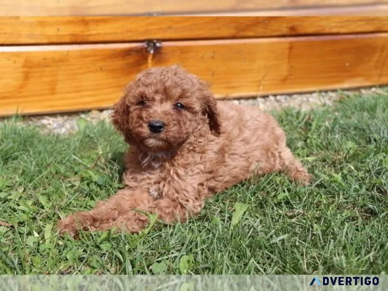 Cavapoo Puppy