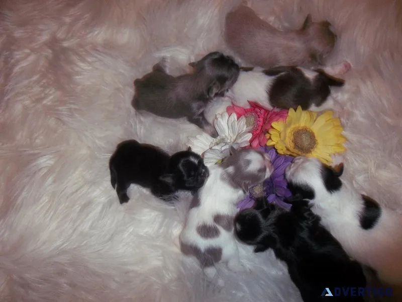Artemus Blue Dobie Marked Shihtzu