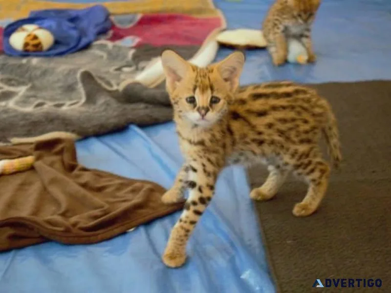 Savannah and Serval kittens
