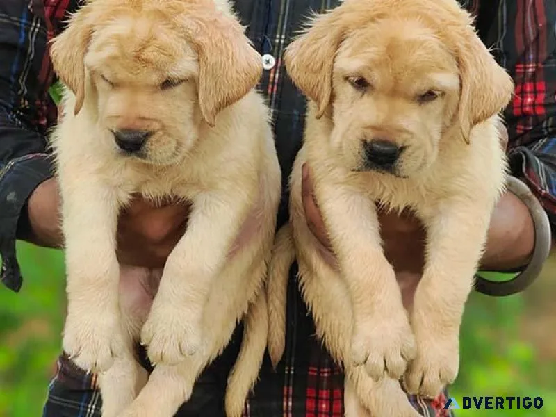 Golden Retrievers Puppies