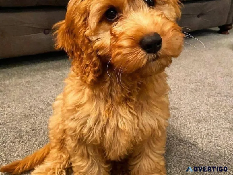 Amazing Potty Trained Cockapoos Pups
