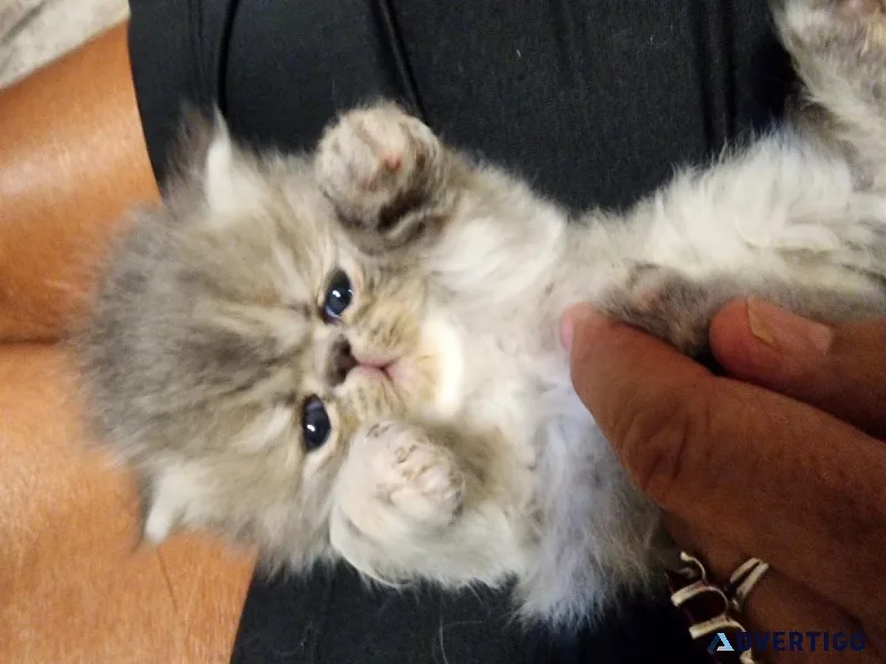 Persian kittens