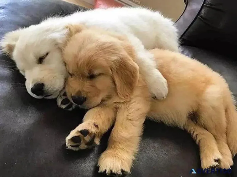 Stunning Males and Females Golden Retrievers Pups