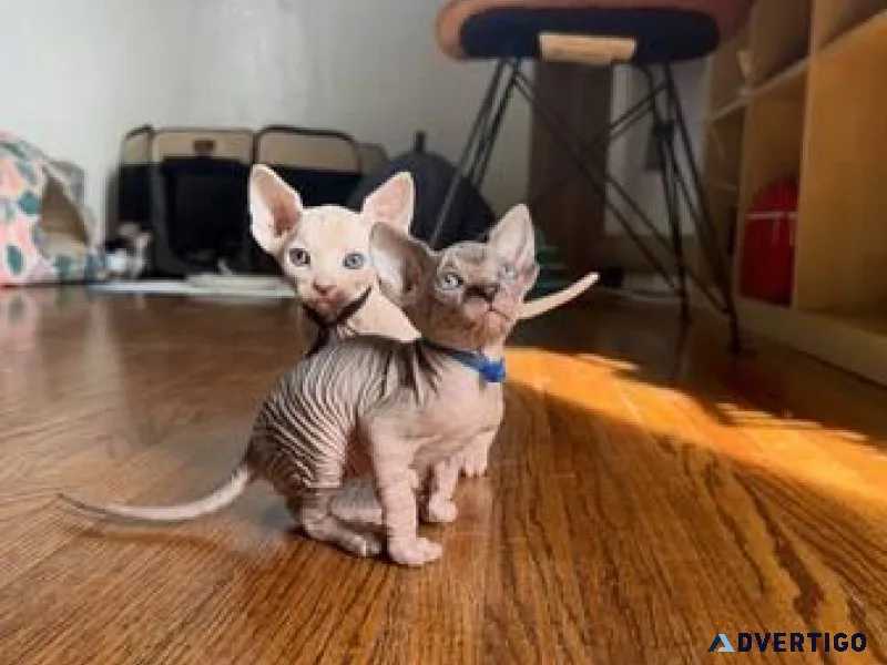 Rehoming Sphynx kittens
