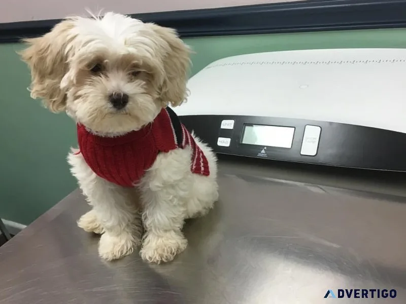 Quality Bred Family Rasied Shih Tzu Puppies For Sale