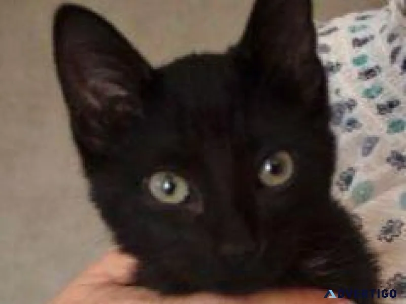 Meet Onyx. Gorgeous Black and White Female