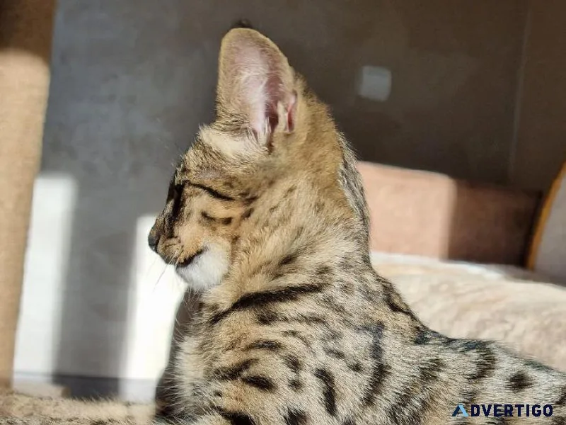 savannah cat for adoption