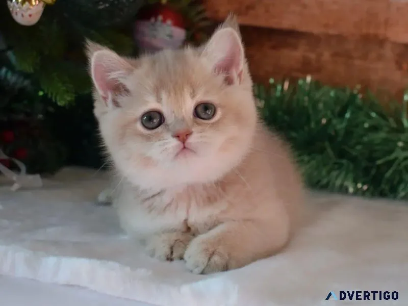 Munchkin kitten available