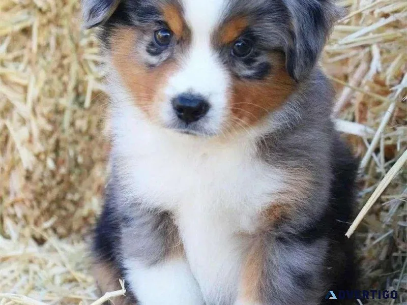 Gorgeous and Healthy Australian Shepherd Puppies
