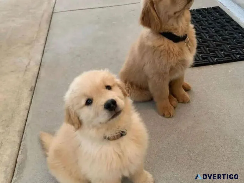 Beautiful Golden Retriever Puppies