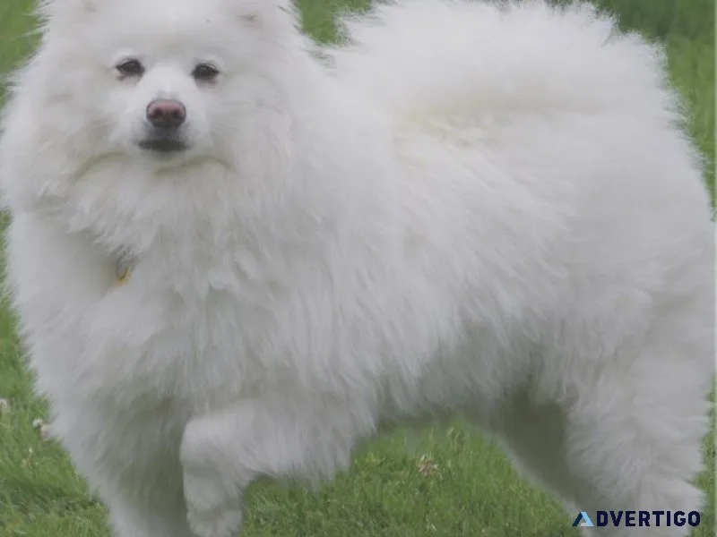 American Eskimo dog