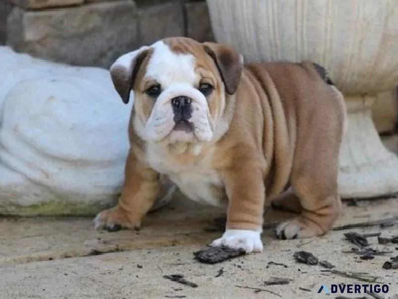 English Bulldog puppies
