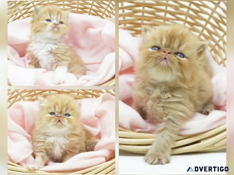 CFA Doll and Extreme Face Kittens