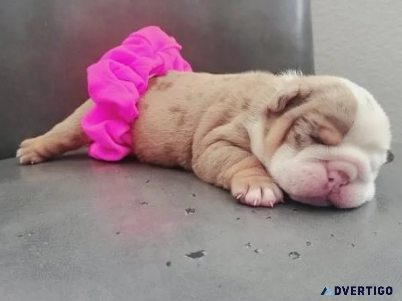 Beautiful English Bulldog puppy for adoption