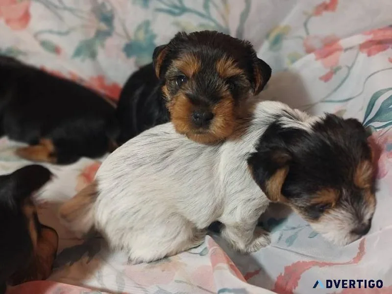 Yorkshire Terrier Puppies