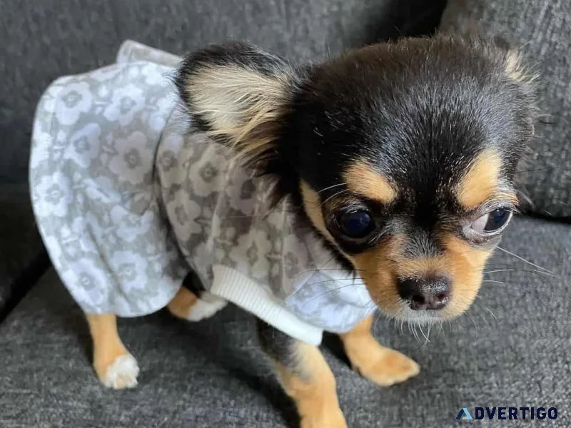 Select Chihuahua Puppies