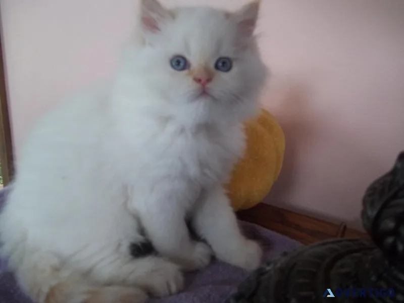 HOLIDAY  HAPPINESS KITTEN
