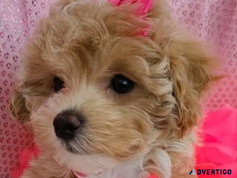 Maltipoo Puppies