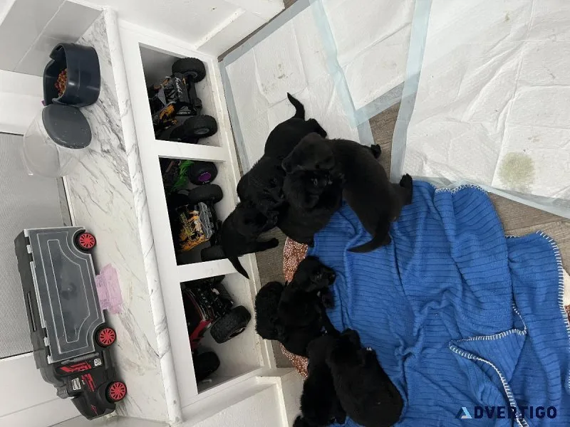 Lab mix
