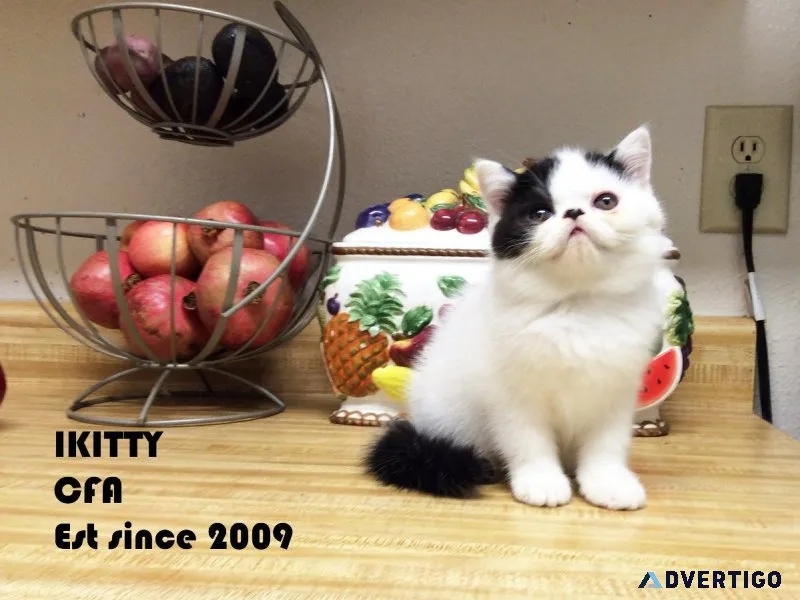 Happy Holidays CFA exotic shorthair Kitten BOY