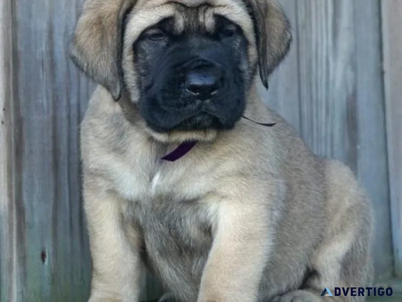 Home Raised Mastiff puppies