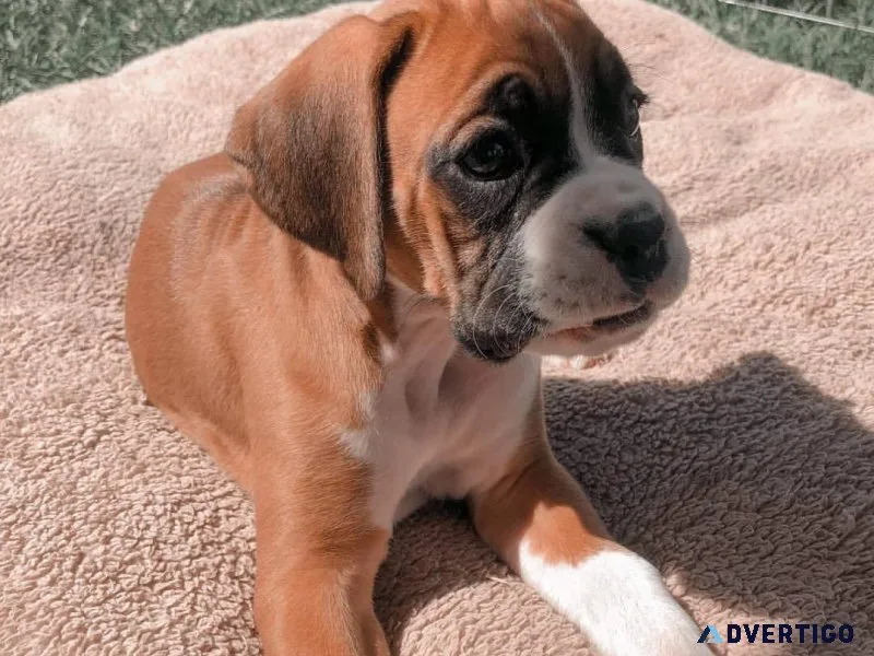 Boxer Puppies