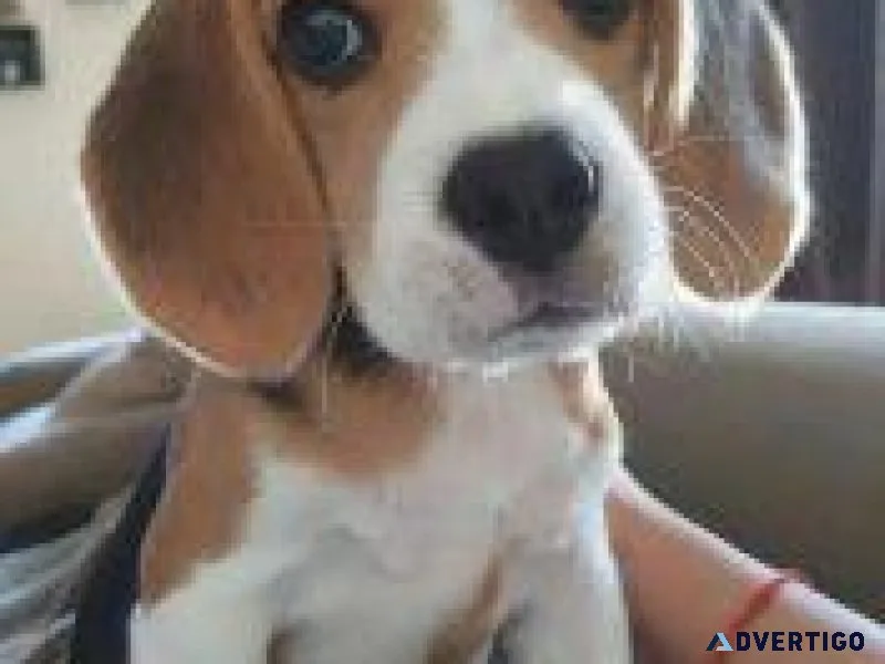 Beagle   Puppies