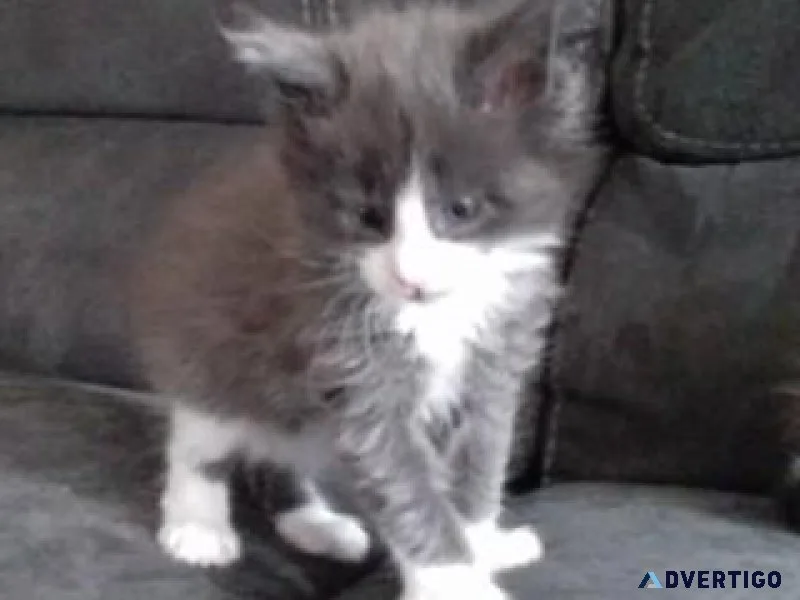 Maine Coon kittens for sale.