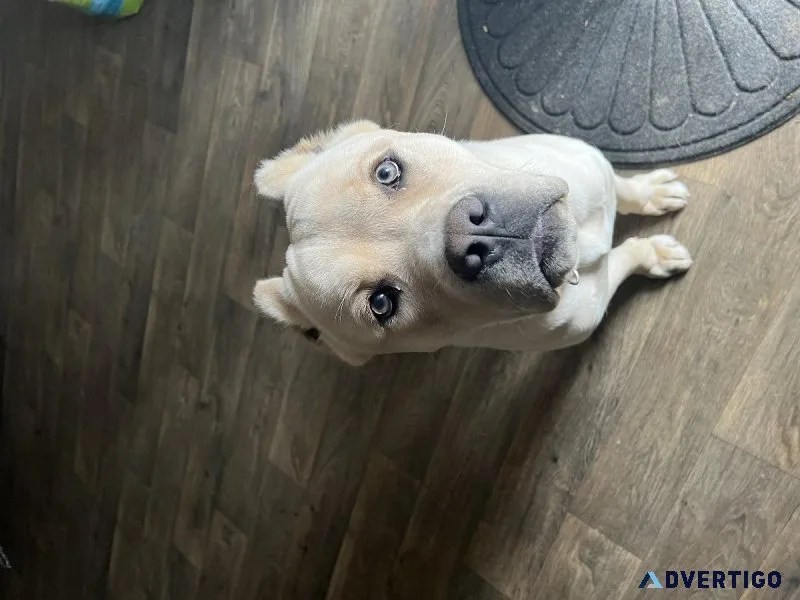 Cane Corso